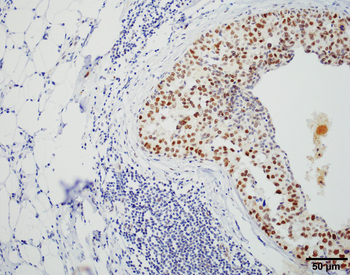HSF1 Antibody (APC)