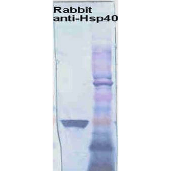 HSP40 Antibody (Biotin)