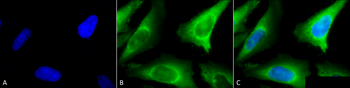 HSP40 Antibody (HRP)