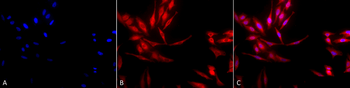 HSP40 Antibody (HRP)