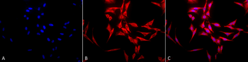HSP70 Antibody (Biotin)