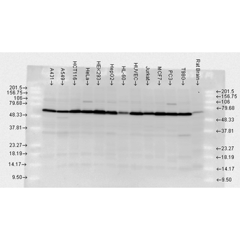 HSP70 Antibody (FITC)
