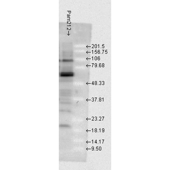 HSP70 Antibody (FITC)