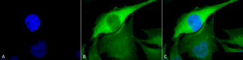 HSP70 Antibody (PerCP)