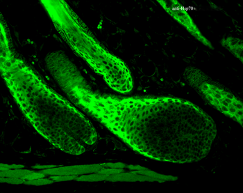 HSP70 Antibody (PerCP)