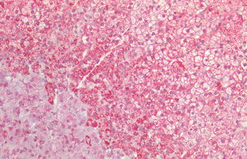HSP60 Antibody (APC)