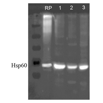 HSP60 Antibody (APC)
