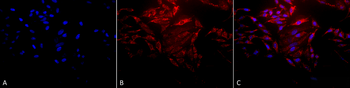 HSP60 Antibody (Biotin)
