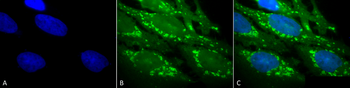 HSP60 Antibody (PerCP)