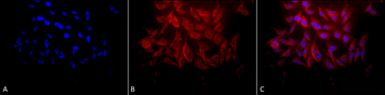 HSP27 Antibody (PerCP)