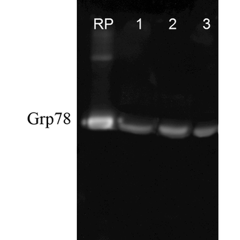 GRP78 Antibody (APC)