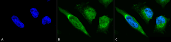 GRP78 Antibody (APC)