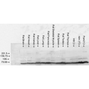 GRP78 Antibody (APC)