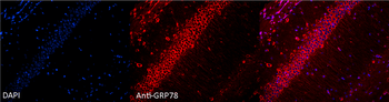 GRP78 Antibody (PerCP)