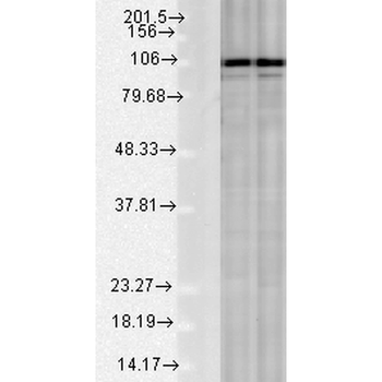 Calnexin-CT Antibody (HRP)