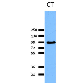 Calnexin-CT Antibody (PerCP)