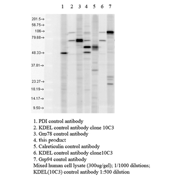 KDEL Antibody (APC)