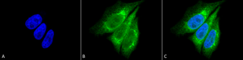 KDEL Antibody (PerCP)
