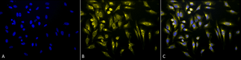 KDEL Antibody (PerCP)