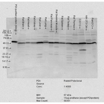 PDI Antibody (APC)