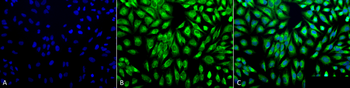PDI Antibody (APC)