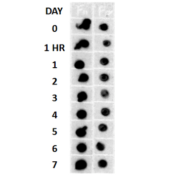 Amyloid Fibrils (OC) Antibody (APC)