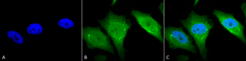 Calnexin-CT Antibody (HRP)
