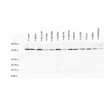 AHA1 Antibody (APC)