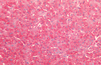 HSP60 (P. falciparum) Antibody (HRP)