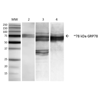 GRP78 Antibody (PerCP)