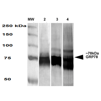 GRP78 Antibody (APC)