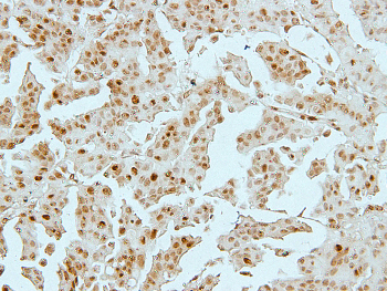 Histone H4 (Acetyl-K8) Rabbit Polyclonal Antibody