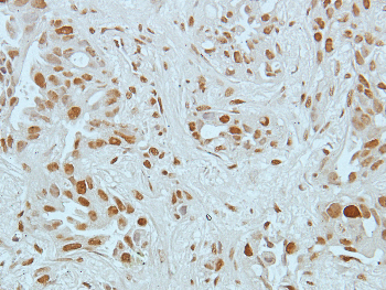 Histone H4 (Acetyl-K8) Rabbit Polyclonal Antibody