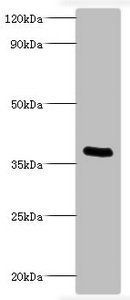 ptxA Antibody
