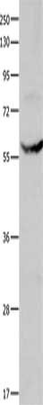 CYP1A1 Antibody