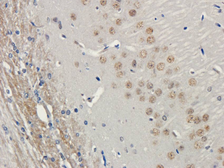LHCGR Rabbit Polyclonal Antibody