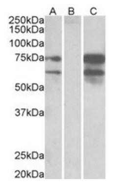 Neurexin 1 Antibody