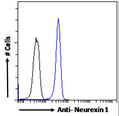 Neurexin 1 Antibody