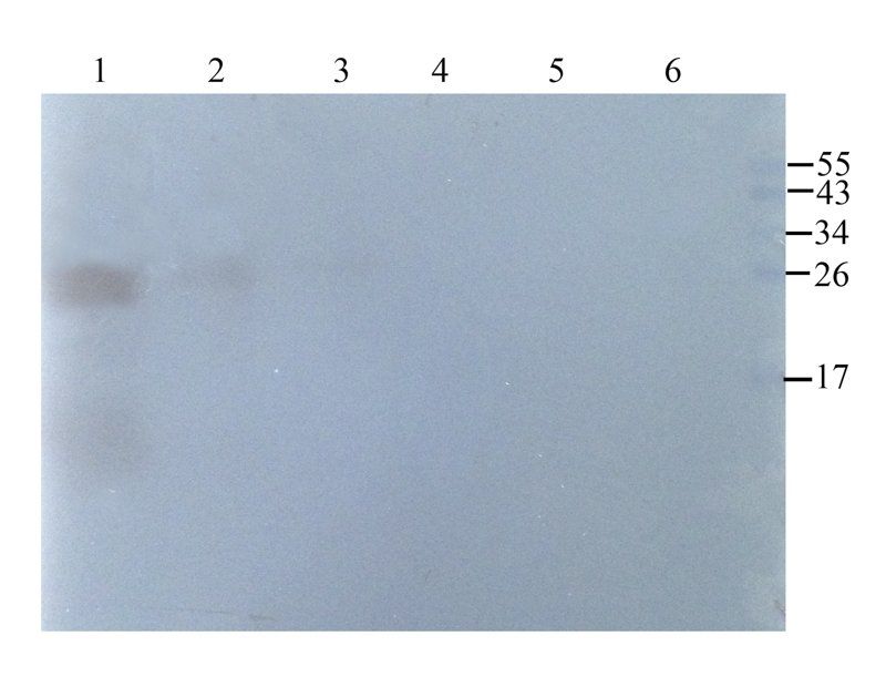 Emp1 Rabbit Polyclonal Antibody