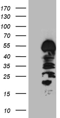 GCM1 Antibody