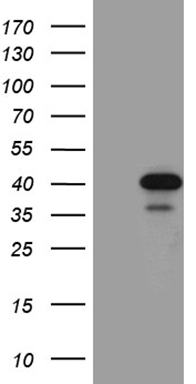 GCM1 Antibody