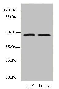 GCM1 Antibody