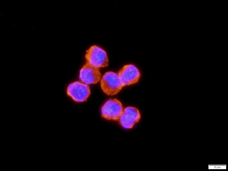 IL6 Rabbit Polyclonal Antibody