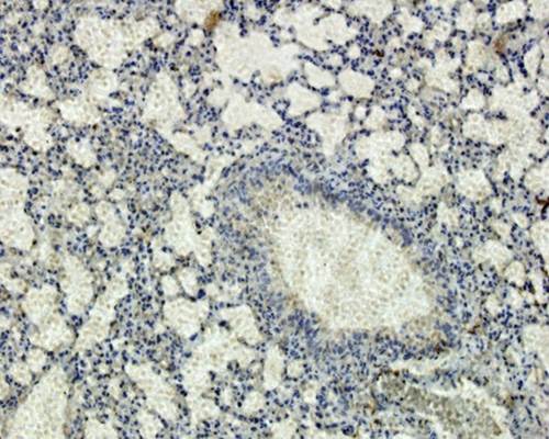 IL6 Rabbit Polyclonal Antibody