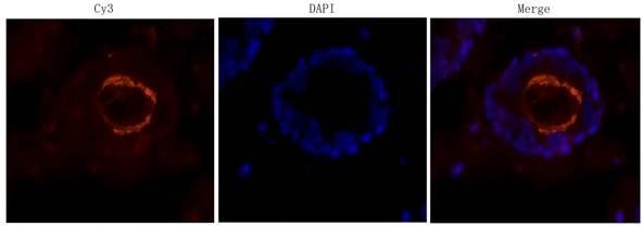 IL6 Rabbit Polyclonal Antibody