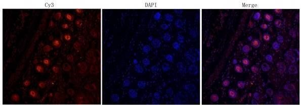 IL6 Rabbit Polyclonal Antibody