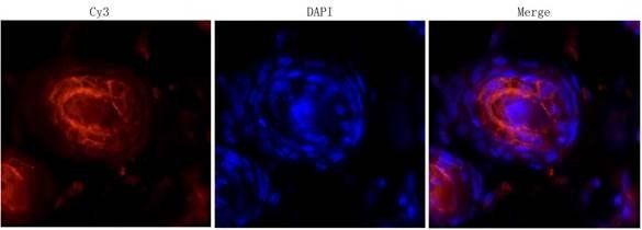 IL6 Rabbit Polyclonal Antibody