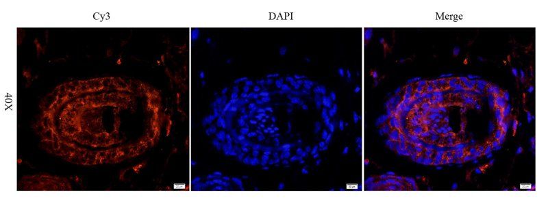 LHCGR Rabbit Polyclonal Antibody