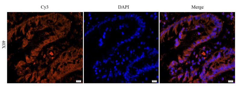 LHCGR Rabbit Polyclonal Antibody