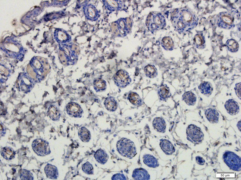 LHCGR Rabbit Polyclonal Antibody